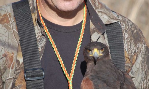 falconry services