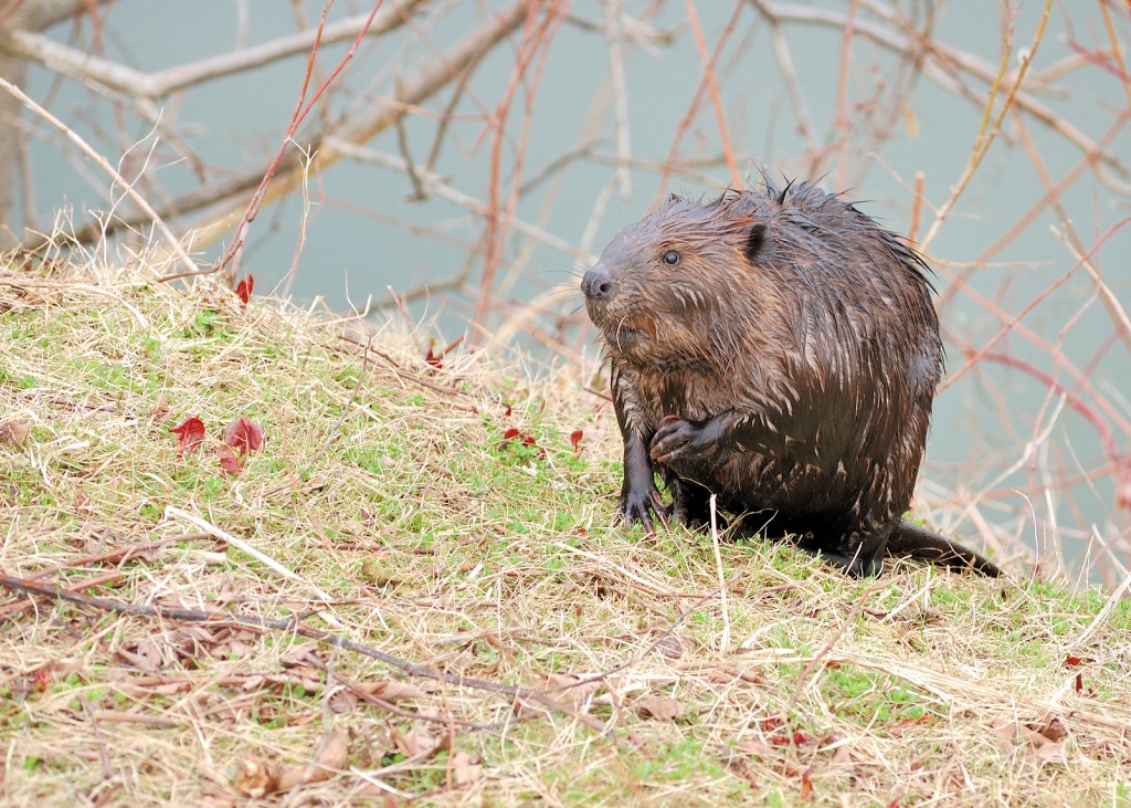Beaver Trapping & Removal Wildlife Command Center
