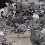 Pigeon Removal and Control