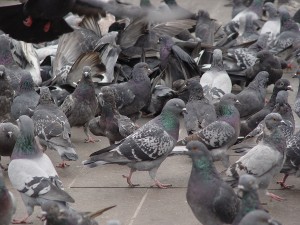 Pigeon Removal and Control