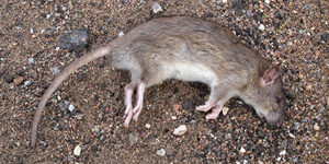 Dead Animal Smell in your home