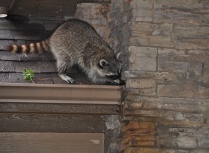 Raccoon Removal St Louis