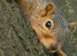 Squirrel Removal, Squirrel Control