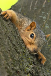 Squirrel Removal and Control