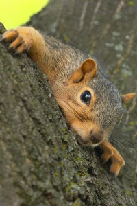 squirrel removal