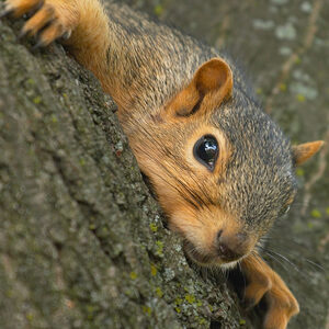 Squirrel Noise in attic Squirrel Removal, Squirrel Control