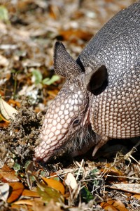 Armadillo Removal