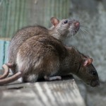Rat Removal