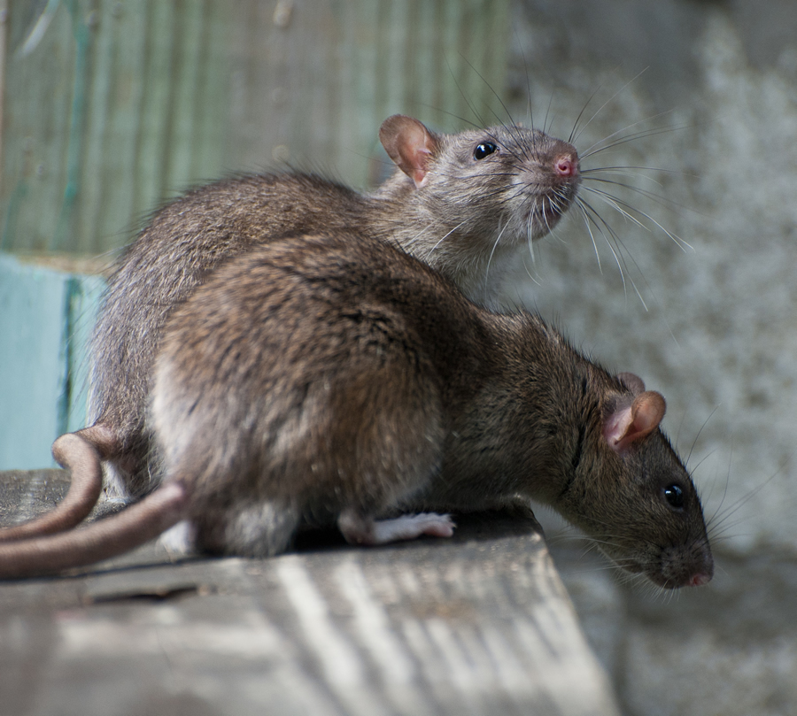 78 rats found living in squalor in Escondido van