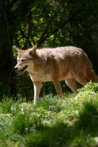 coyote removal and control