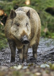 Feral Hog Removal and Control