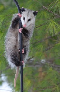 Opossum Removal and Control