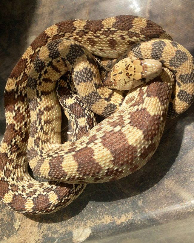 snake_removal Snake Removal