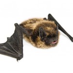 3143998272 bat removal service