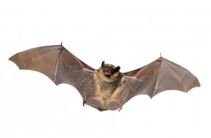 Bat exclusion, removal and trapping