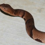 Snake in my home Albuquerque