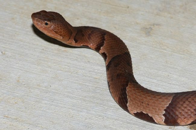 Copperhead Snake Removal Snake in my yard