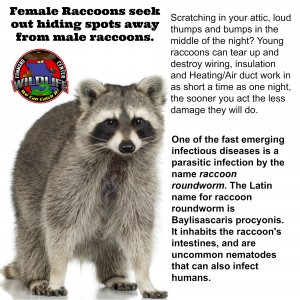 Raccoon removal,trapping,control