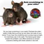 Rat removal, trapping and control