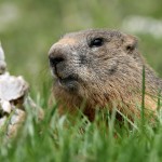 Groundhogs digging in the yard or garden is a very common call.