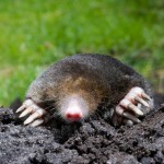 Mole digging in yard