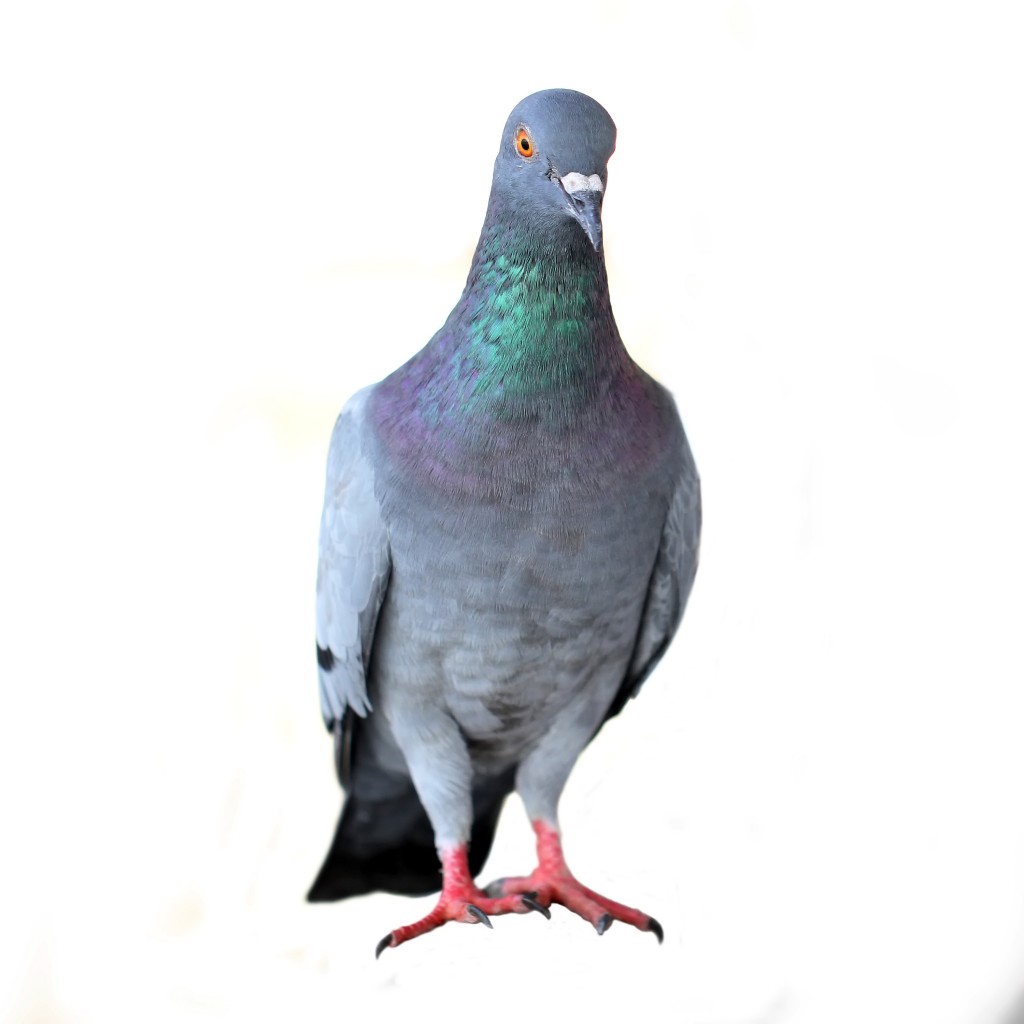 Get rid of pigeons in St Louis