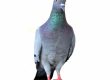 Falconry Based Pigeon Removal Control