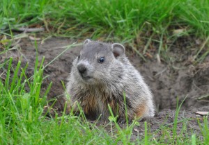 Hello There, Mr. Woodchuck