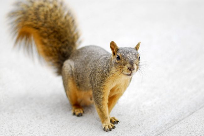 Squirrel Removal Industrial Wildlife Command Center
