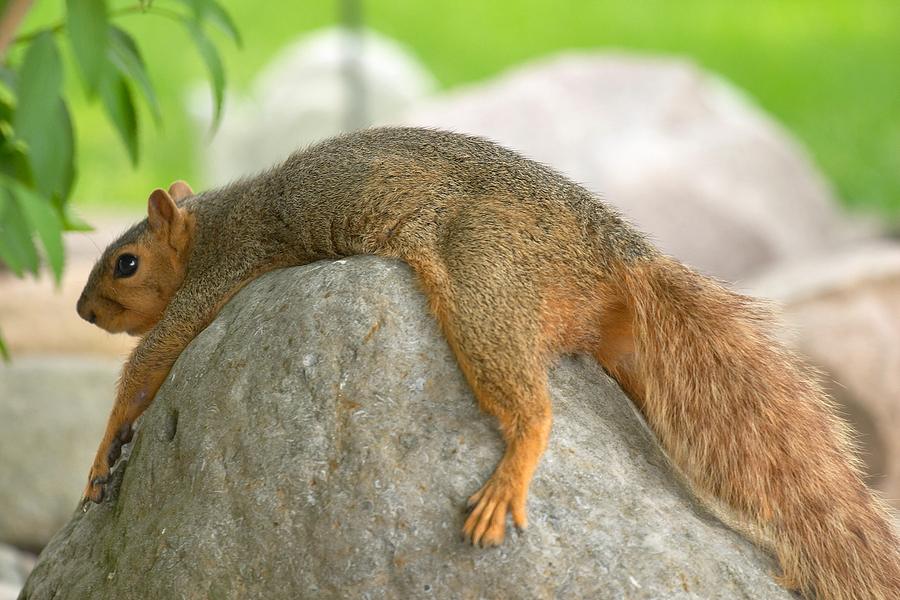 Blog- Get Rid of Squirrels from Attic