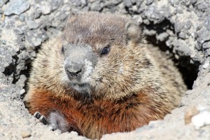 groundhog-burrow