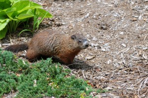 groundhog-in-garden