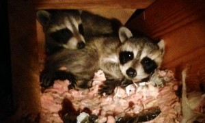 raccoons in attic Sacramento California