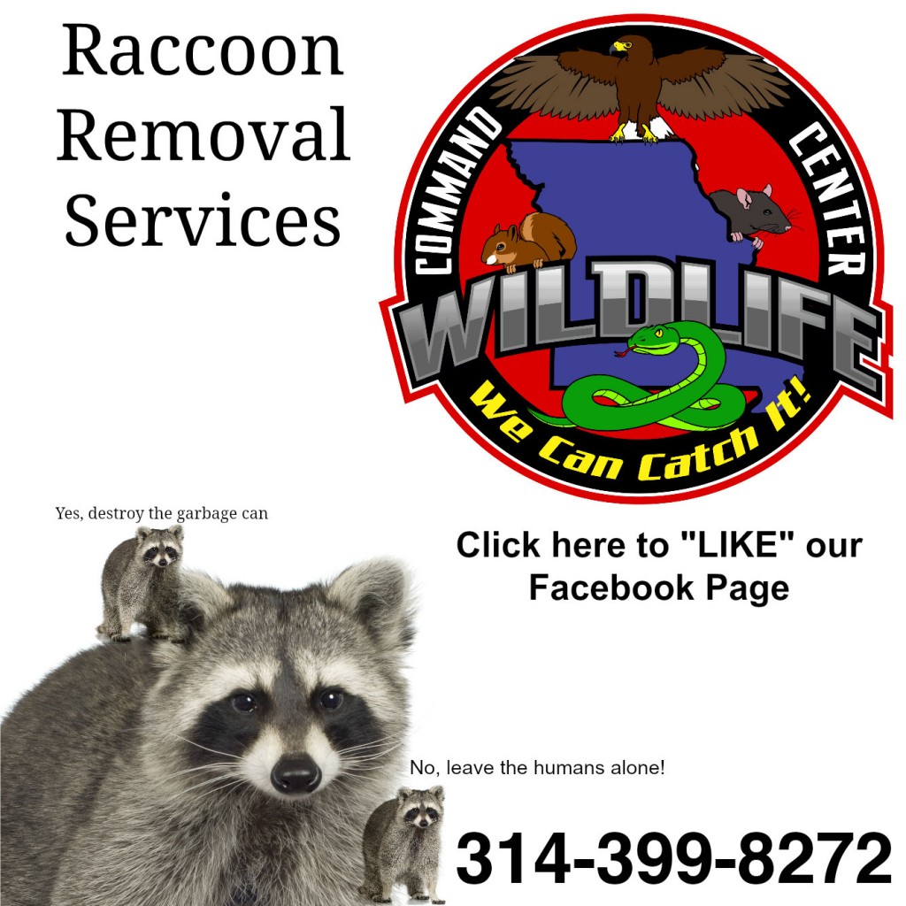 Raccoon Removal with new Technology in Wildwood, Missouri