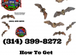How to get rid of bats