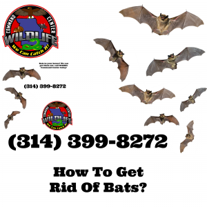 How to get rid of bats