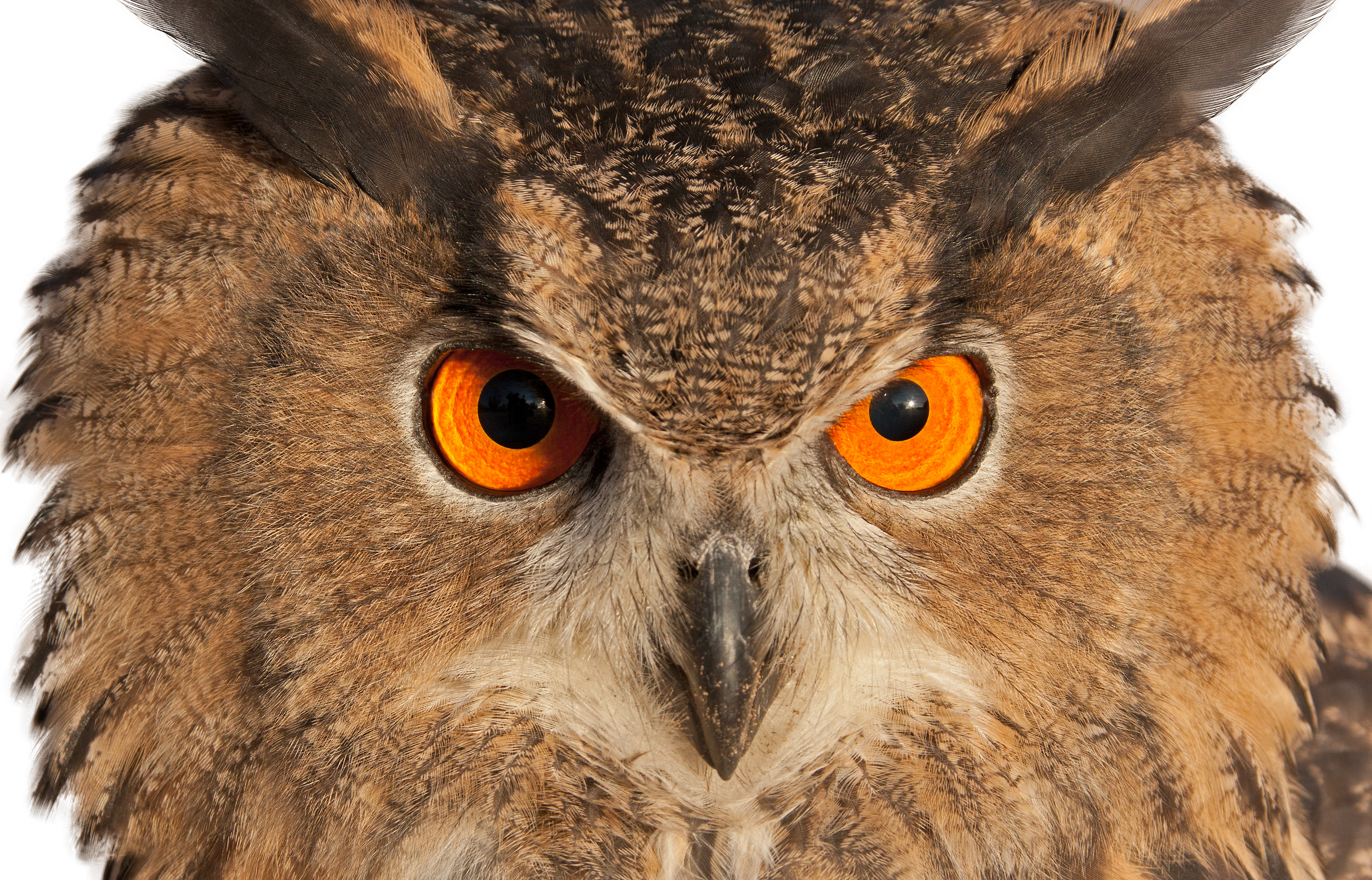 Eagle Owl Stare