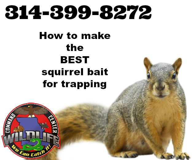 How to make the best squirrel bait by Wildlife Command Center