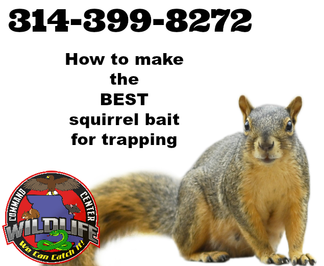 Squirrel Trapping Tips and Techniques