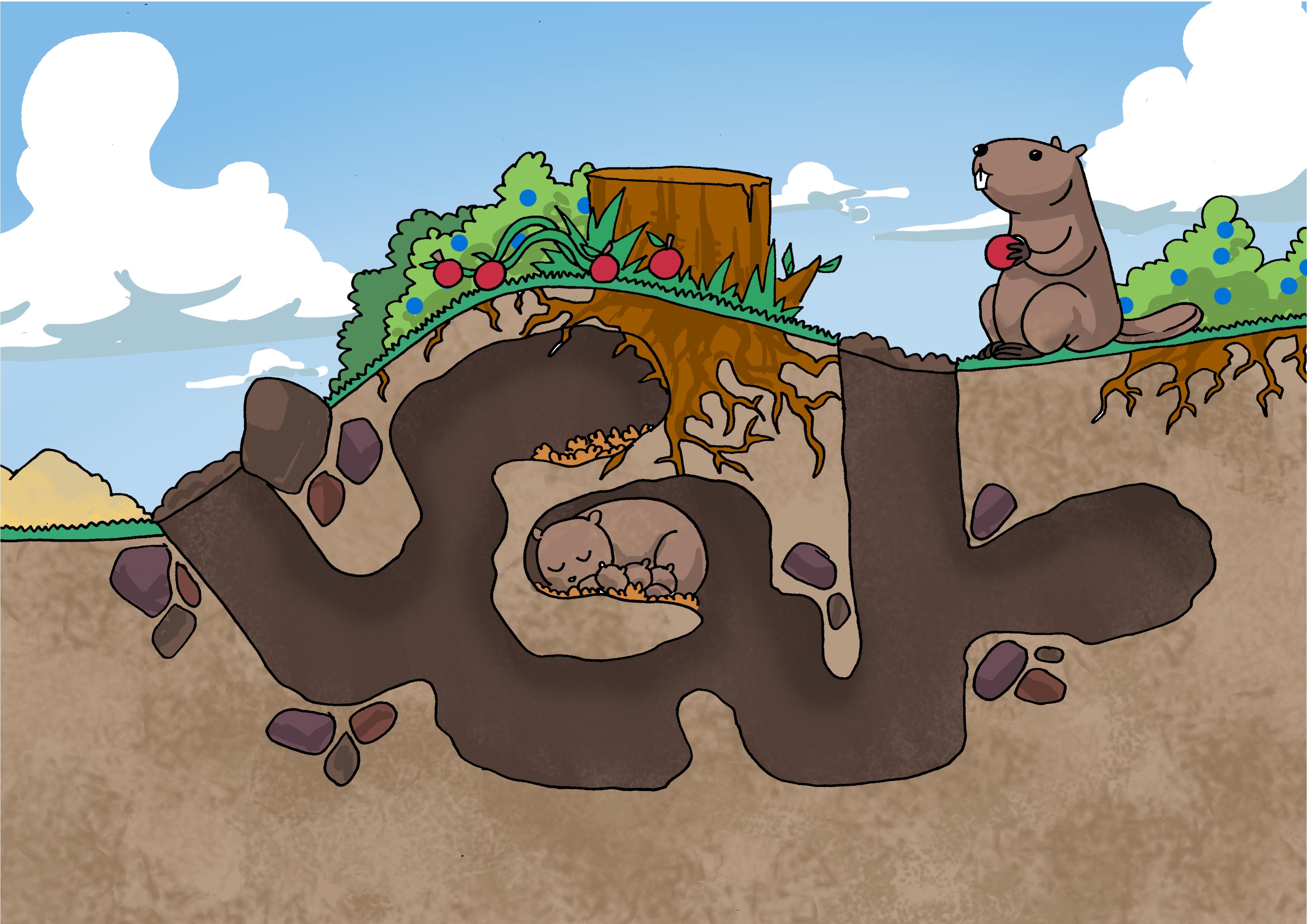 groundhog burrow