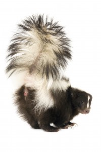 Pulaski County Skunk Removal 5012288910