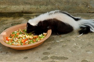 striped skunk or Mephitis mephitis