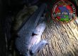 bat removal wichita ks