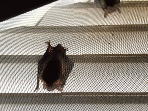 Sacramento bats in the attic