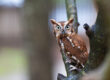 Eastern Screech Owl
