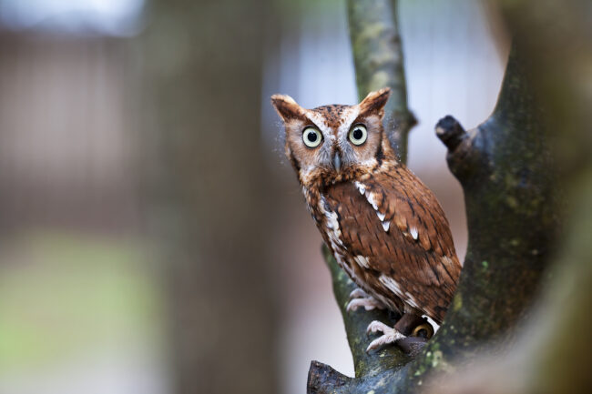 Eastern Screech Owl Eastern Screech Owl