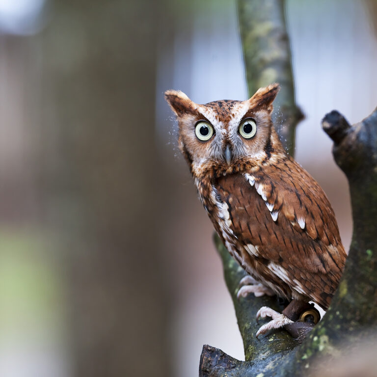 Eastern Screech Owl Eastern Screech Owl