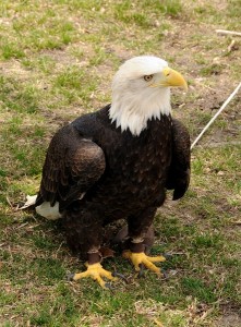 Injured bald eagle receiving medical care and recovery