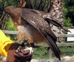 Injured captive Red-tailed Hawk