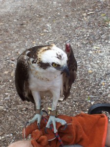 Handler shows off an injured bird at a sanctuary 